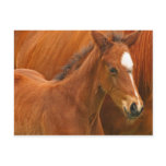 Chesnut Foal postcards