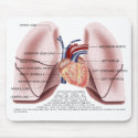 Chest anatomy mouse pad mousepads