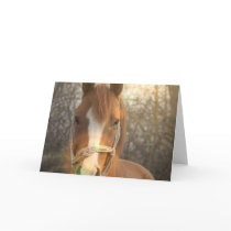 Chestnut Arab Horse Greeting Card
