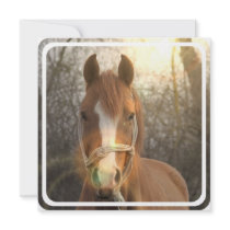 Chestnut Arab Horse Invitation