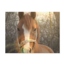 Chestnut Arab Horse Postcard 