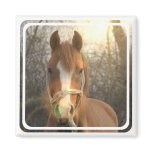 Chestnut Arab Horse Square Magnet