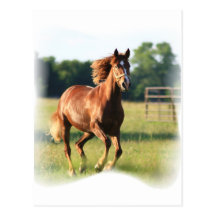 Chestnut Galloping Horse Postcard