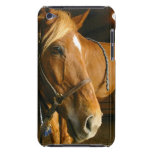 Chestnut Horse Design iTouch Case iPod Touch Cover