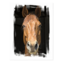 Chestnut Horse Postcard