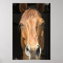 Chestnut Horse Poster Print
