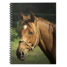 Chestnut Pony Notebook