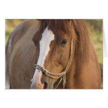 Chestnut Quarter Horse Greeting Card