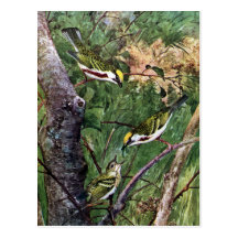 Chestnut-sided Warblers Feeding Young Postcards