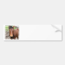 Chestnut Thoroughbred Horse Bumper Stickers