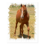 Chestnut Yearling Horse Postcard