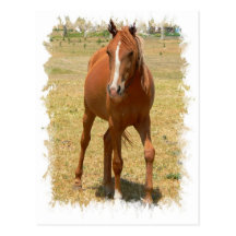 Chestnut Yearling Horse Postcard