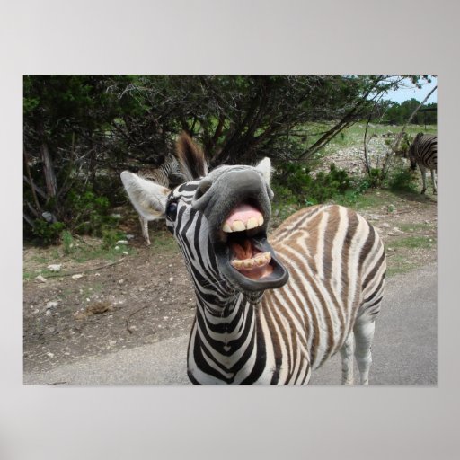 chezzy zebra print