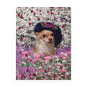 Chi Chi in Flowers Postcard - Chihuahua
