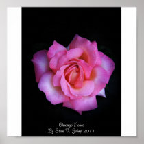 Chicago Peace Rose By Stan The Roseman Print