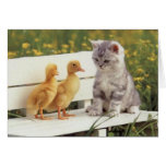 chick chat cards