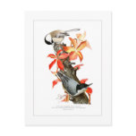 Chickadee and Nuthatch Postcards