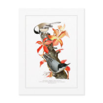 Chickadee and Nuthatch Postcards
