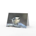 Chickadee cards