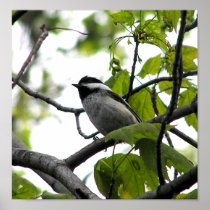Chickadee in Tree Print