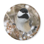 Chickadee Magnet