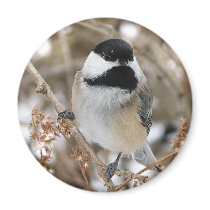 Chickadee Magnet