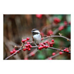 Chickadee on Branch with Red Berries Photographic Print