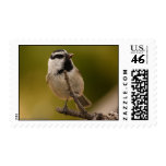 Chickadee Postage Stamp