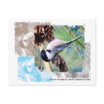 Chickadee Postcard