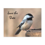 Chickadee Save the Date postcards