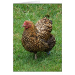 Chicken Card