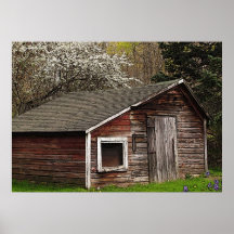 Chicken Coop in Spring Posters