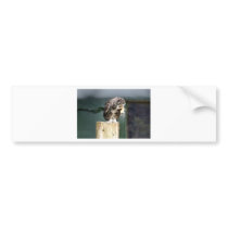 Chicken Dinner Bumper Sticker