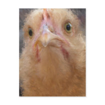 Chicken Face Postcards