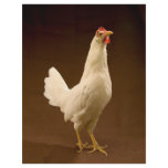 Chicken flyers