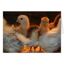 Chicken Guards Greeting Cards