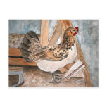 chicken hen art pet portrait post card cards art postcards
