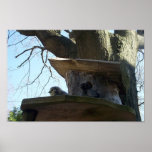 Chicken in a tree posters