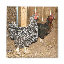 Chicken magnet