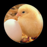 chicken fridge magnet