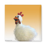 Chicken Magnet