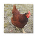 Chicken Magnets