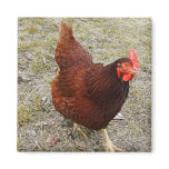 Chicken Magnets