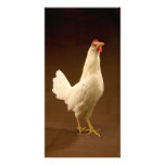Chicken photo cards