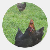 Chicken Round Stickers