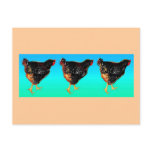 Chickens barred-rock hen parade illustration postcards