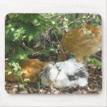 Chickens in the shade IMG_0312 Mousepad