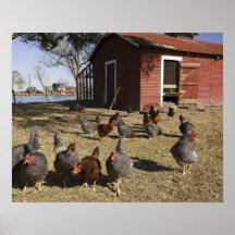 Chickens working grounds near hen house Cliburn Posters
