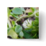 Chickweed (Stellaria media) Flowers buttons