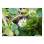 Chickweed (Stellaria media) Flowers Greeting Card